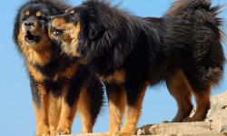 बागलुङमा बढ्यो भोटे कुकुरको माग