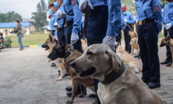 कुकुर तिहारमा कुकुरसम्बन्धी १२० उखान