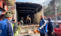 काठमाडौंको सडकका गाईबाच्छा काञ्जी हाउसमा