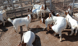 स्रोतकेन्द्र विस्तार गर्दै राष्ट्रिय बाख्रा अनुसन्धान केन्द्र