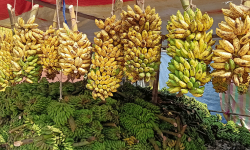 छठका लागि चार करोडको केरा आयात