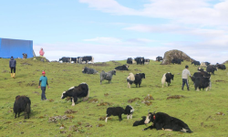 भूकम्पपीडितको अस्थायी आवास निर्माणका लागि एक अर्ब ४१ करोड निकासा