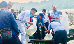 रुपा तालमा १० हजार माछाका भुरा छाडिए