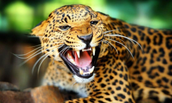 बस्ती पातलियो, घरघरमै पस्छ चितुवा