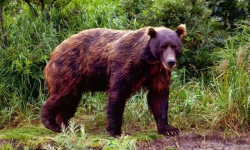 भोजन अभावमा जापानमा भालुको आक्रमणमा रेकर्ड वृद्धि