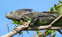 इगुआना आक्रमण : थाइल्यान्डको घेरामा सरीसृप