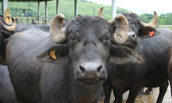 भारतले दिएको १५ वटा मुर्रा राँगा नेपाल आइपुग्दै