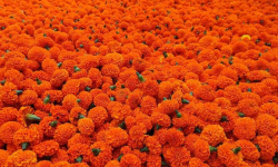 भारतीय सयपत्री मालाको आयात बन्द