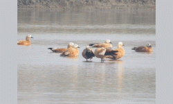 जाडो छल्न नेपाल आइपुगे चरा