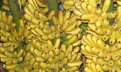 जमुनाह नाकाबाट दुई महिनामा १० करोड बराबरको केरा आयात