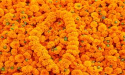 फार्मबाट फूूल बिक्री भएन