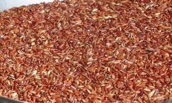 जुम्लामा दुई हजारभन्दा बढी हेक्टरमा मार्सीधानको खेती