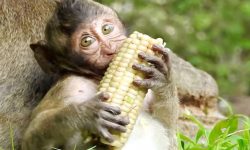 किसानलाई मल बीउभन्दा बाँदर आतङ्क समस्या