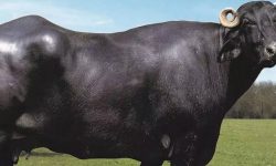 १५ मुर्रा नेपालमा, सदुपयोग होला त ?