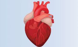 मुटुरोग घटाउन ‘बाल मुटु बचाउ’ अभियान