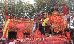 पाथीभरामा बलिको विकल्प नरिवल