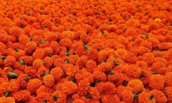 सयपत्री कतार निर्यात भएपछि किसान उत्साहित