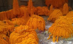 तिहारमा नबिकेका फूल गुर्जो अभियानलाई निःशुल्क