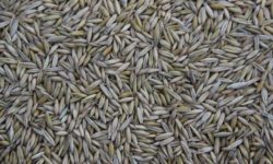 रैथाने बाली जोगाउने अभियान : झापामा  ८१ प्रजातिको रैथाने धान फल्यो