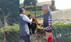 President Paudel offers worship to cow