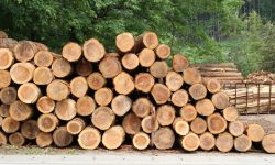 रुख काट्नेलाई कारबाही