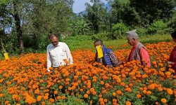 सयपत्री बेचेर नौ लाख आम्दानी