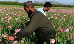 तालिबानको प्रतिबन्धपछि अफगानिस्तानमा अफिमको उत्पादनमा ९५ प्रतिशतले गिरावट