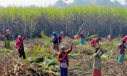 सरकारले ताेक्याे उखुको खरिद मूल्य