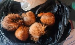 कस्तुरीको बिना जस्तो देखिने वस्तु बरामद