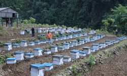 मौरी चराउन चितवनका चिउरी पाखामा किसान