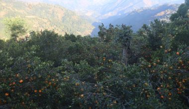 सुन्तला उत्पादनमा वृद्धि हुुँदा किसान उत्साहित
