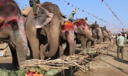 सौराहामा हात्तीको वनभोज