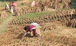 विकल्पविहीन विपन्न वर्ग गुइँठाबाट गुजारा गर्दै