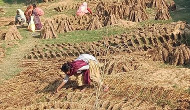 विकल्पविहीन विपन्न वर्ग गुइँठाबाट गुजारा गर्दै