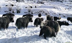 मनाङको तापक्रम माइनस १६, स्थानीय बेँसी झर्न थाले