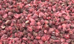 इलाममा अलैँची उत्पादन बढ्यो