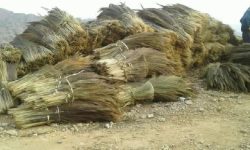 अम्लिसोको भाउ बढेपछि धनकुटाका किसान खुसी