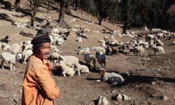 हिउँमै भेडीगोठ