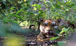 क्यामेरा ट्यापिङ्बाट बाघको अवस्था बुझ्दै निकुञ्ज