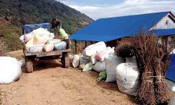 चिराइतोले मूल्य पाउँदा भोजपुरका किसान उत्साहित