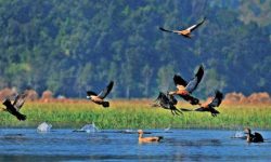 पोखरा उपत्यकामा पुस २५ र २६ गते जलपन्छी गणना