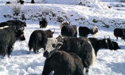 हिउँदमा हिउँमै बिताउँछन् चौँरीपालक किसान