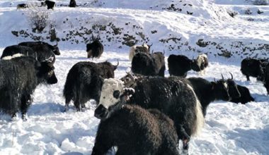 हिउँदमा हिउँमै बिताउँछन् चौँरीपालक किसान