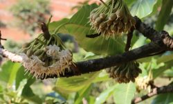 ५० लाखको लगानीमा होला त चिउरी र चमेरो संरक्षण ?