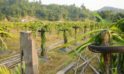 ड्रागन खेतीमा रमाउँदै वडा सदस्य लिम्बू