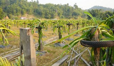 ड्रागन खेतीमा रमाउँदै वडा सदस्य लिम्बू