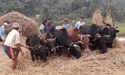 पर्यटन प्रवर्द्धन गर्न जोड्न पोखरामा दाइँ महोत्सव