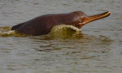 नारायणीमा डल्फिन !