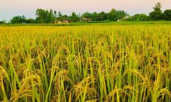 चितवनमा धान उत्पादन १० प्रतिशत कमी