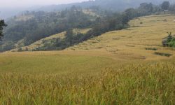 इलाममा धानको उत्पादन बढ्यो, क्षेत्रफल घट्यो